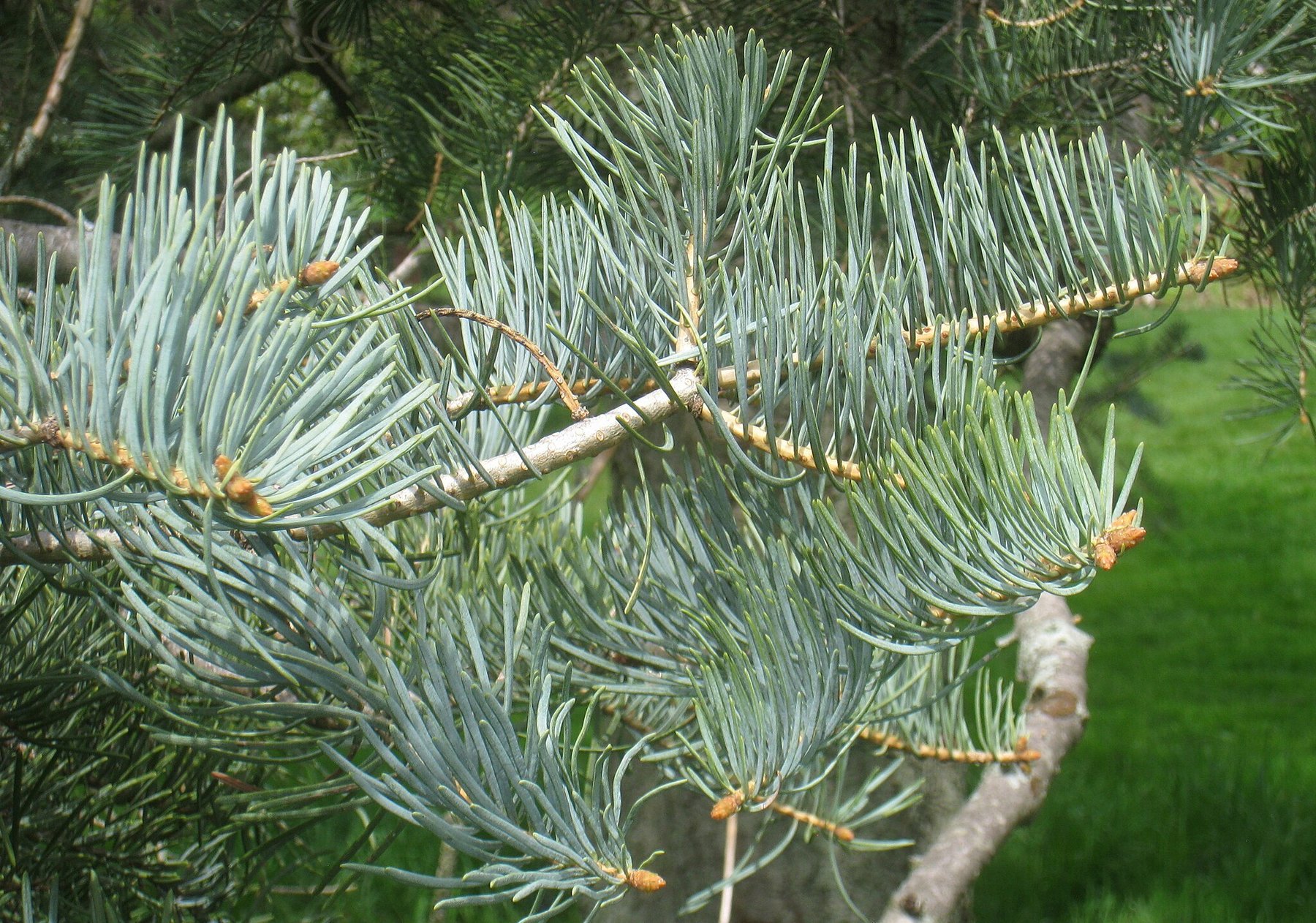 fir needles