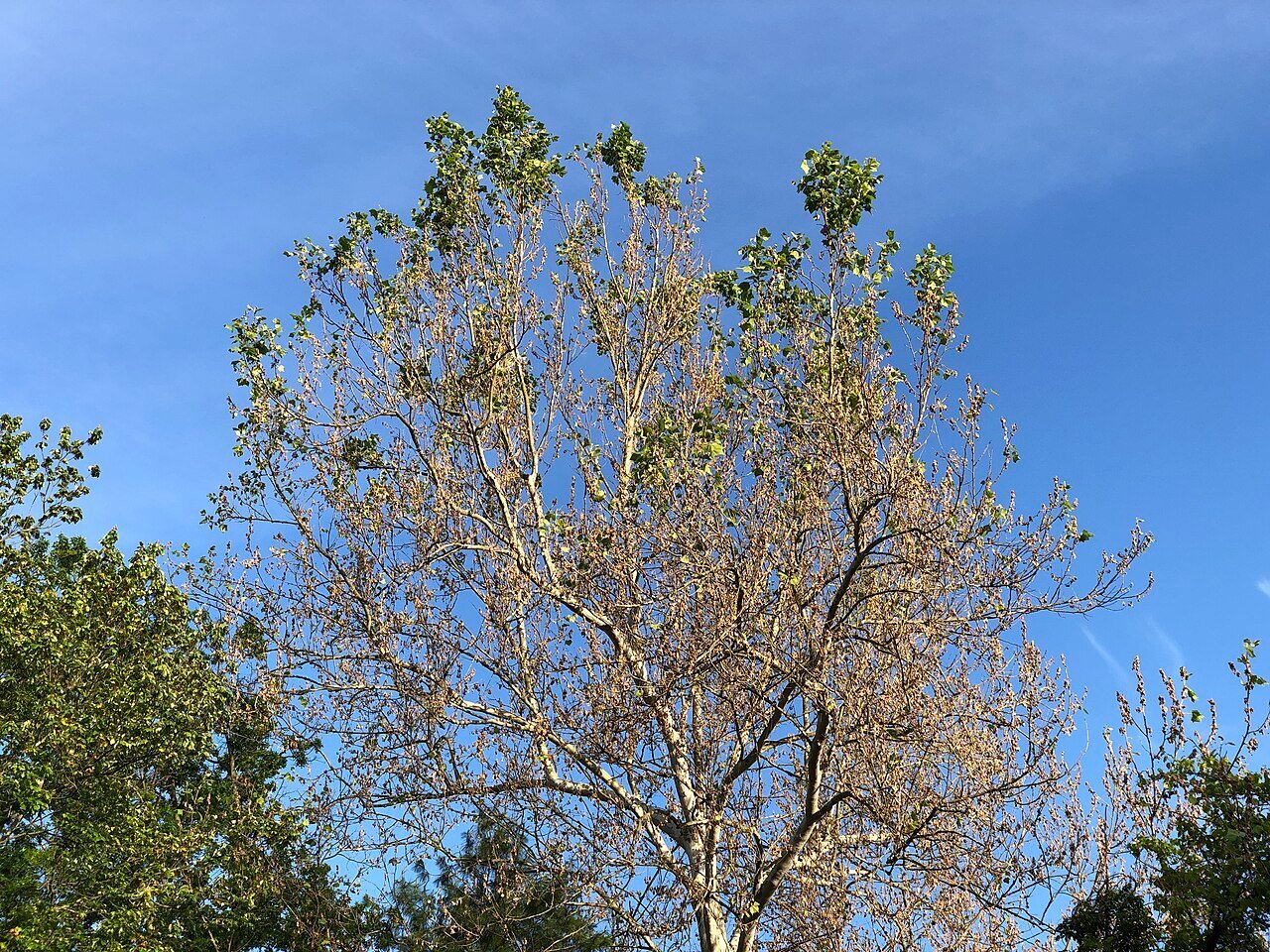 tree recovering from anthracnose