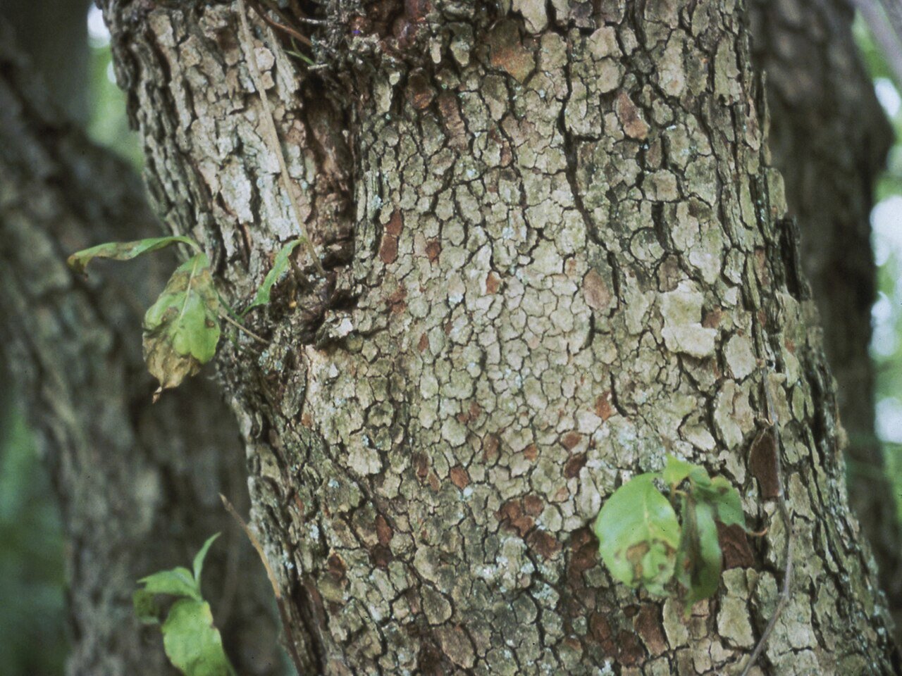 anthracnose symptoms on flowering dogwood