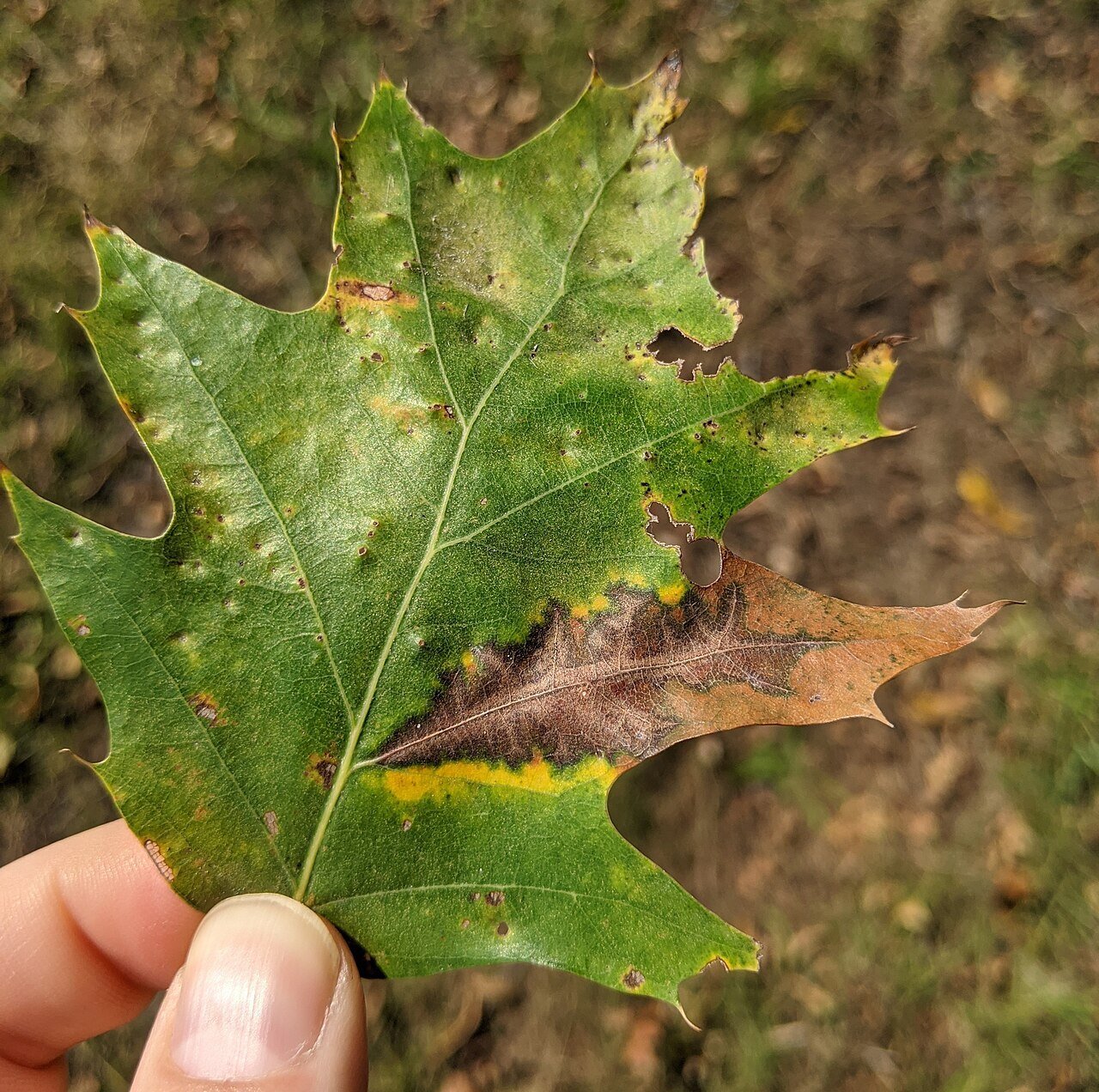 oak leaf with anthracnose symptoms