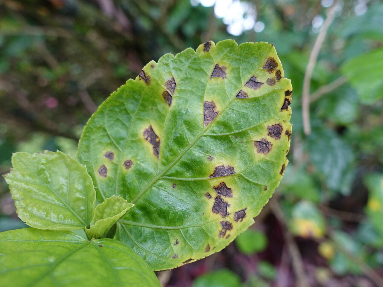 an example of bacterial leaf spot