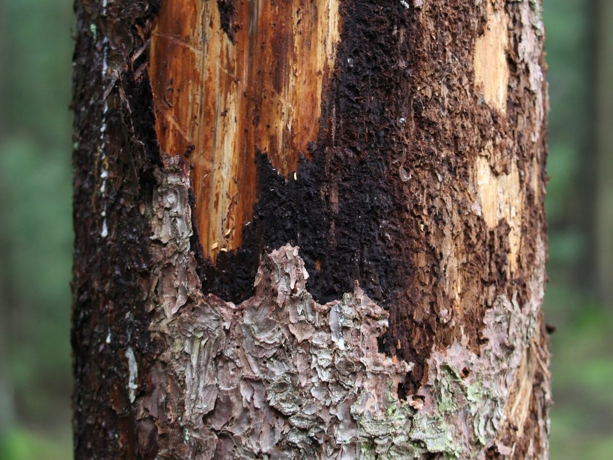 bark damaged from beetles