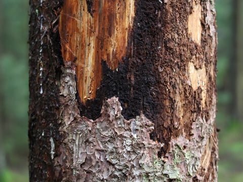 tree bark damage