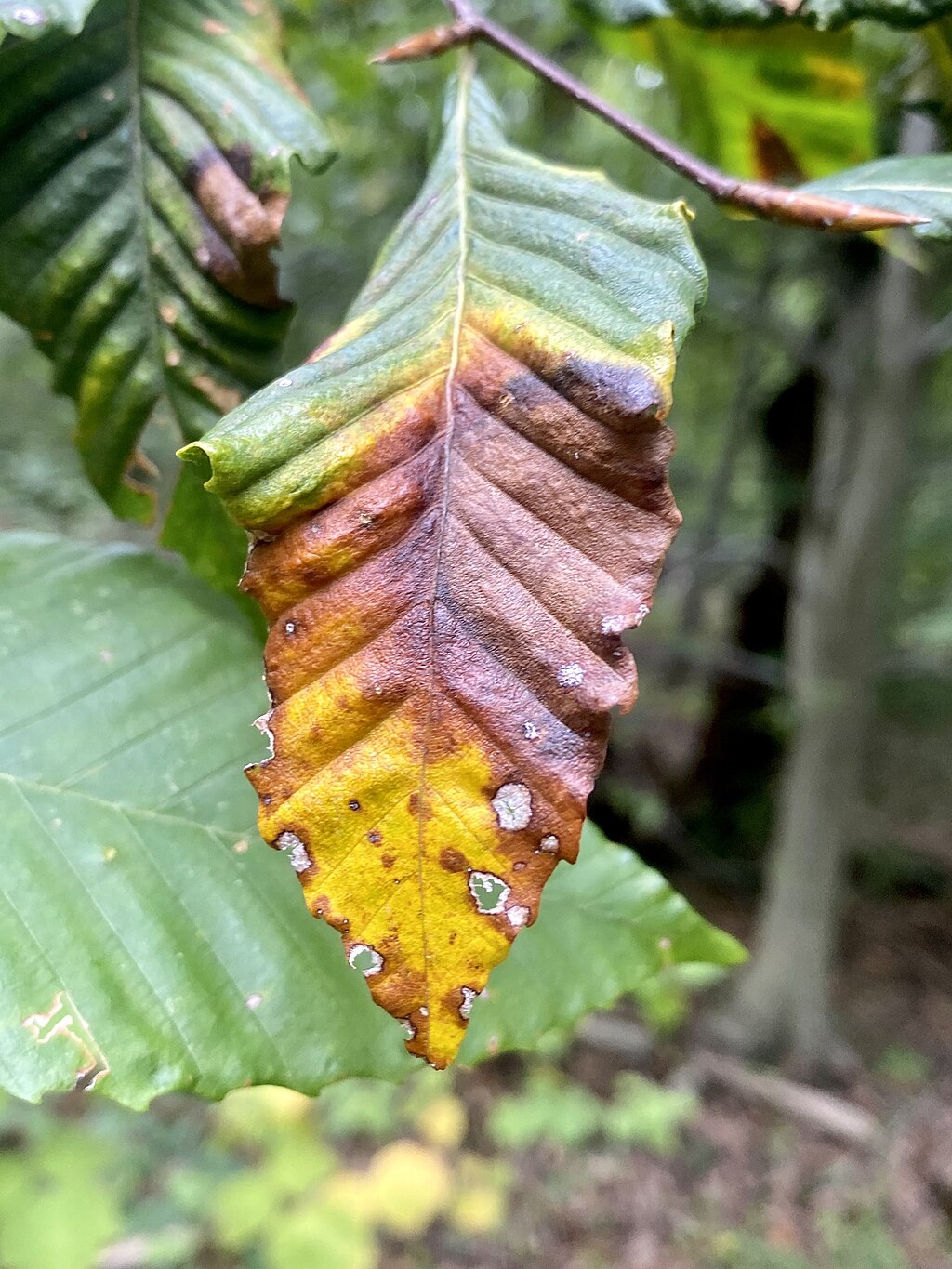 CC - Beech Leaf Disease