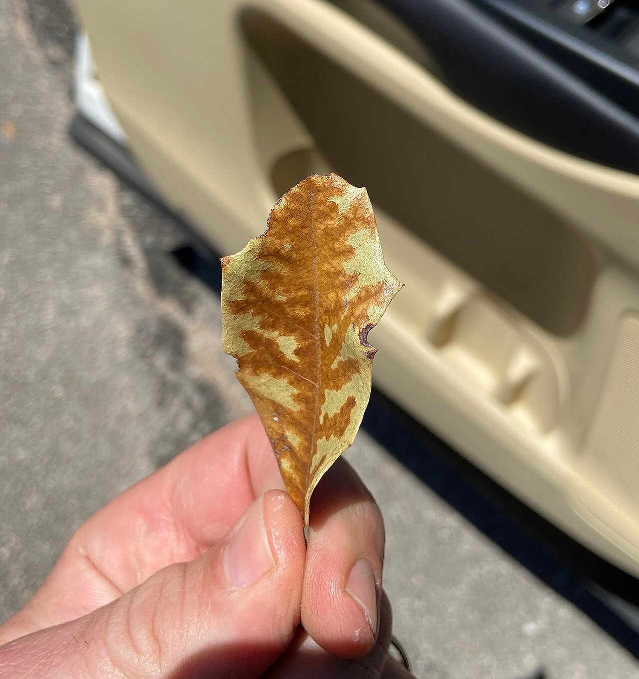 Bretziella Fagacearum affecting a fallen oak leaf