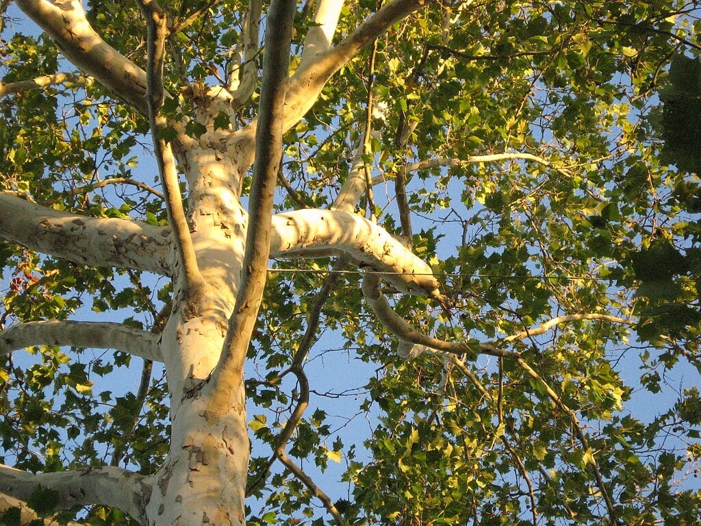 a tree with a cable supporting one of its branches