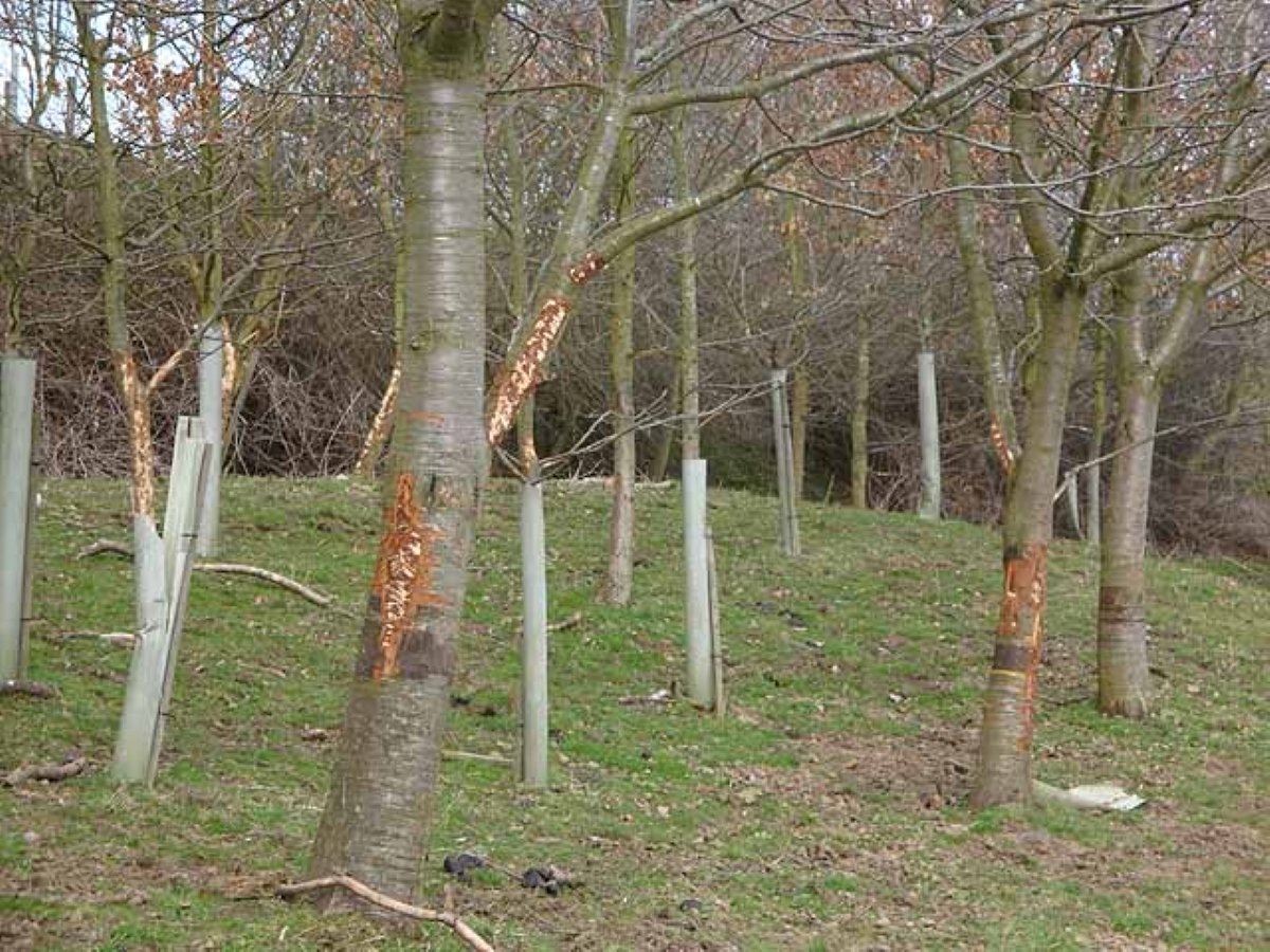 a row of trees with bark damage from deer antler rubbing