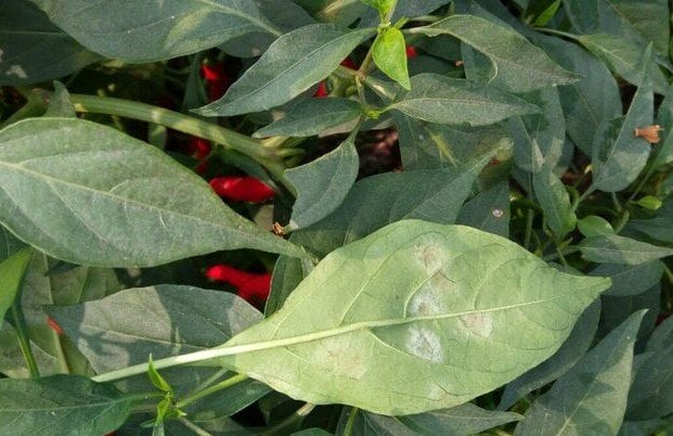 early signs of powdery mildew