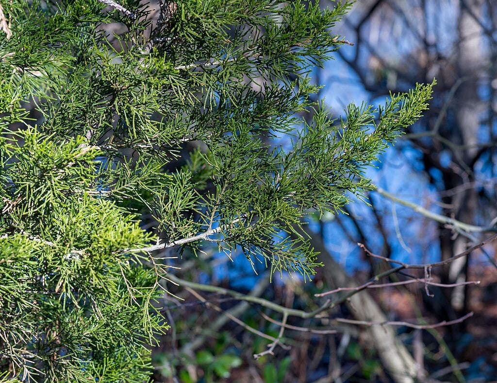 eastern red cedar foliage