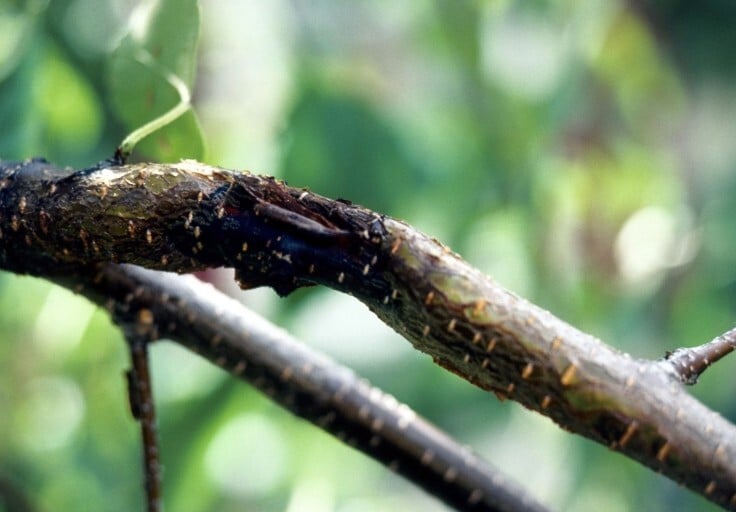 bark affected by fire blight disease