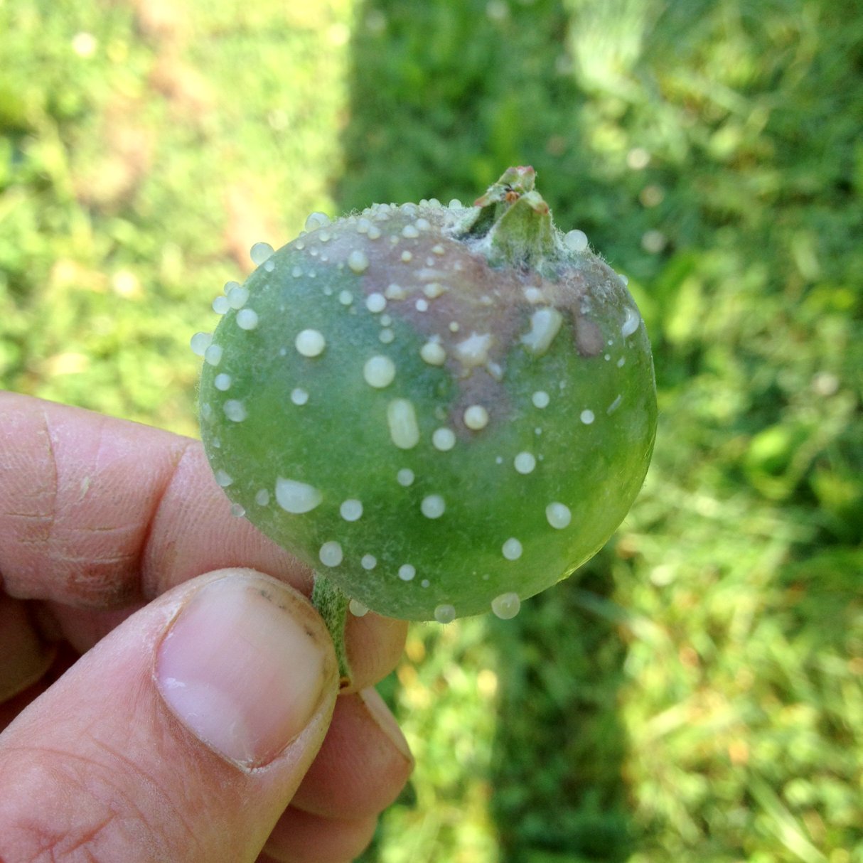 apple fruit affected by fire blight