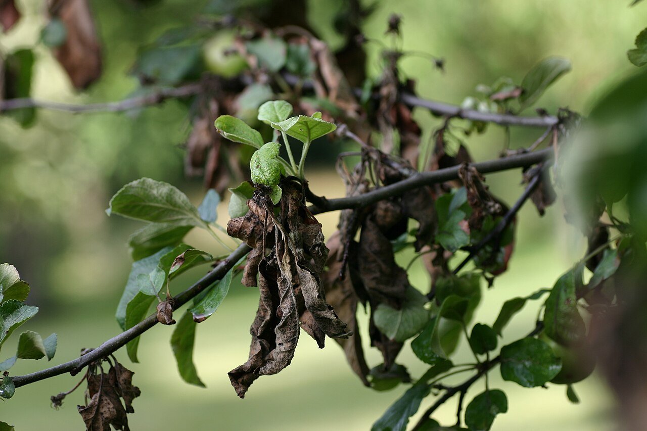 diseased leaves caused by fire blight