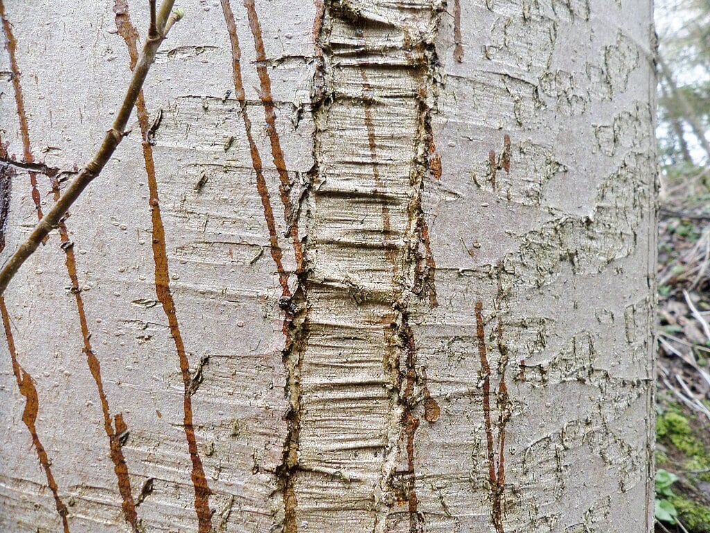 tree bark with frost cracking damage