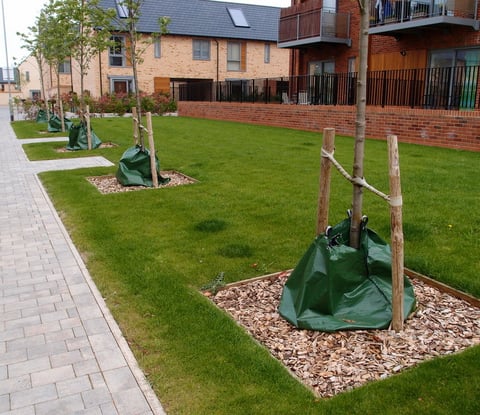 newly planted trees in watering bags