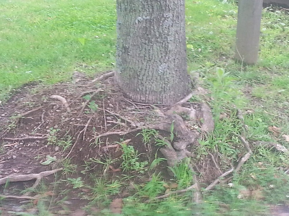 roots girdled around the trunk of a tree due to improper mulching