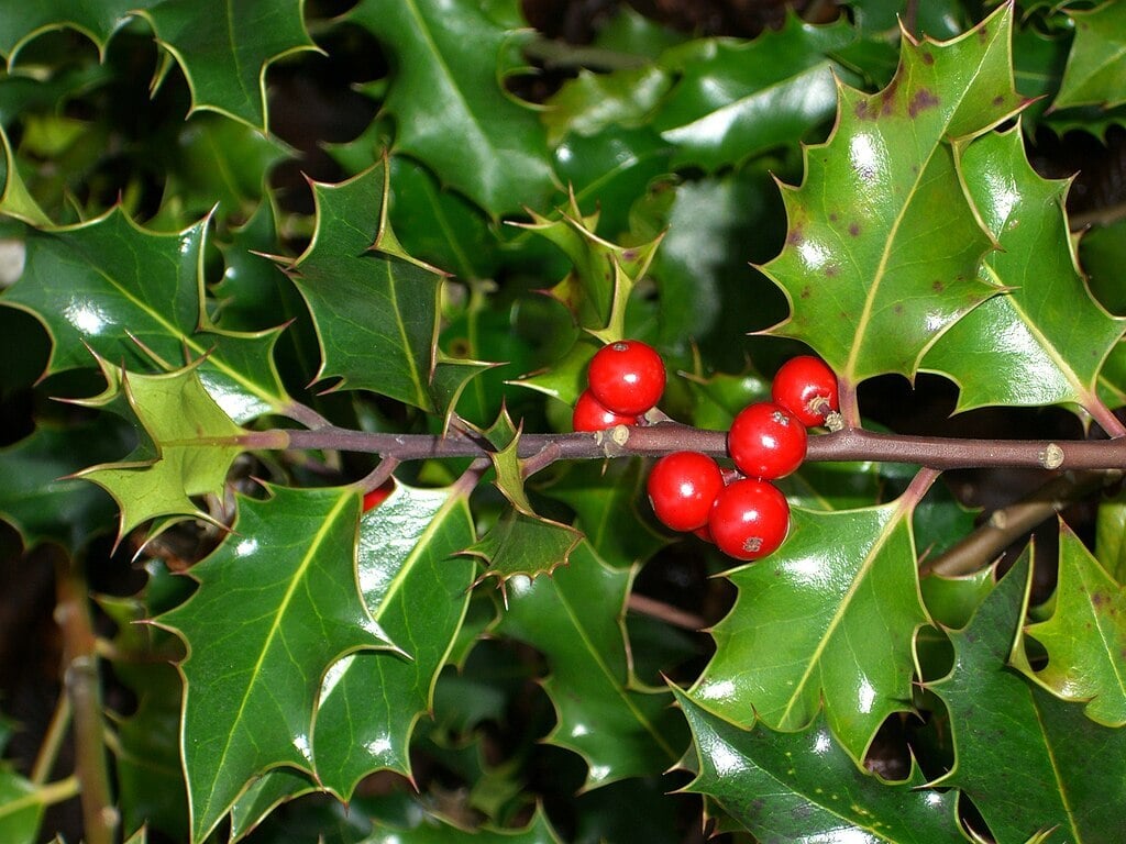 holly leaves and berries