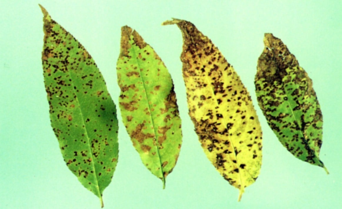 leaf spot in various forms
