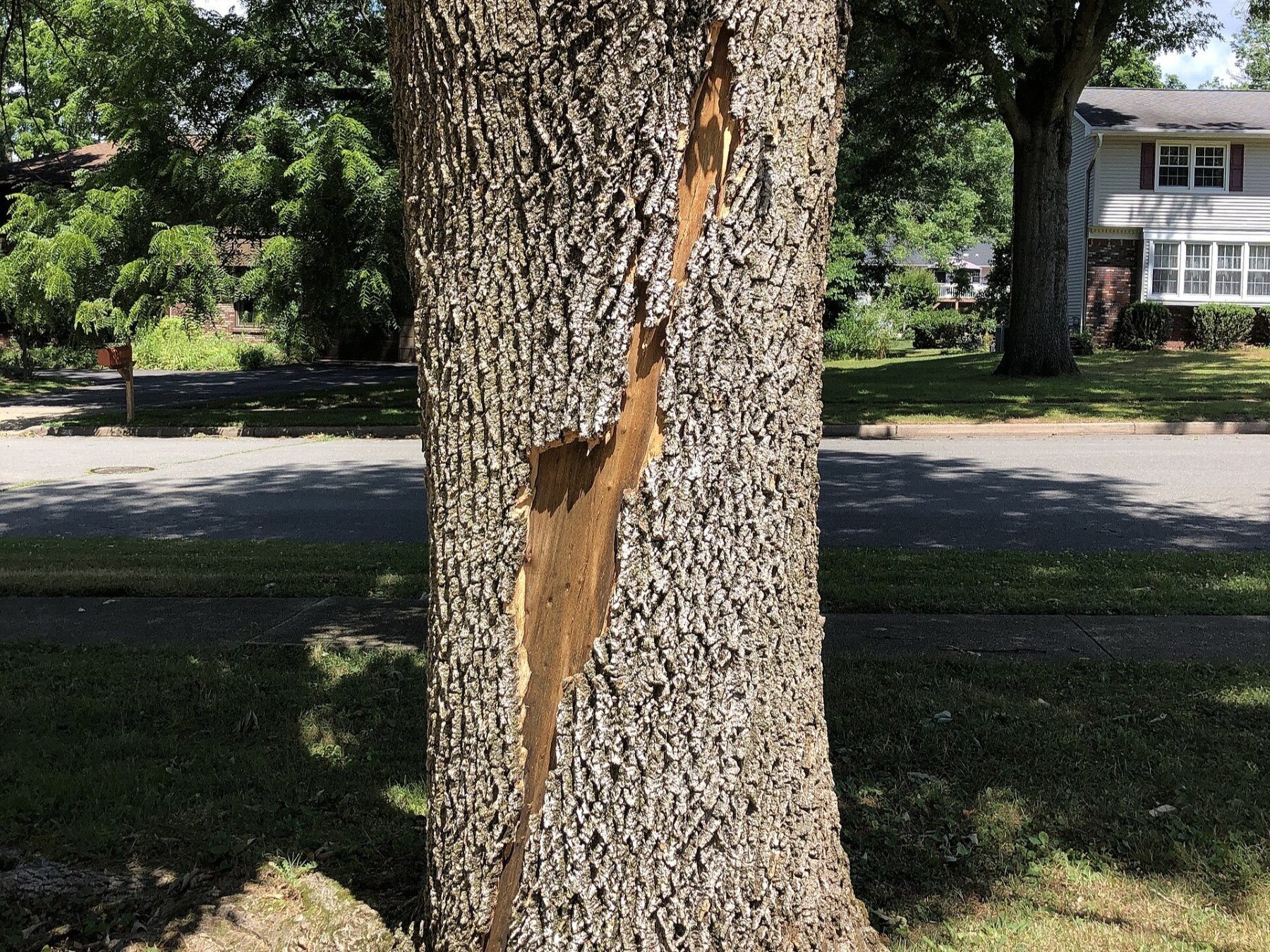 tree bark suffering from lightning damage