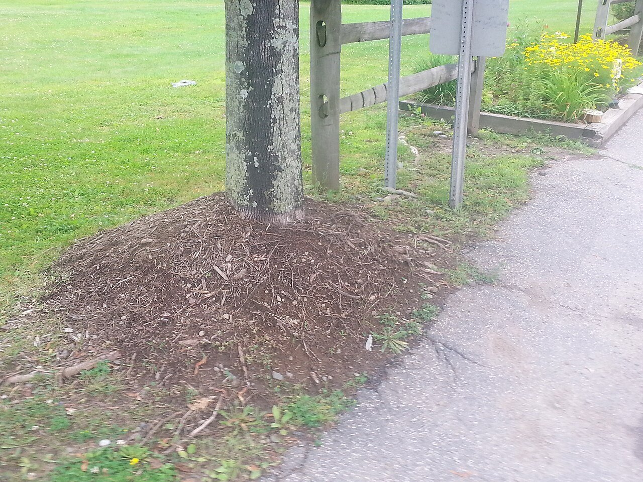 tree with a mulch volcano