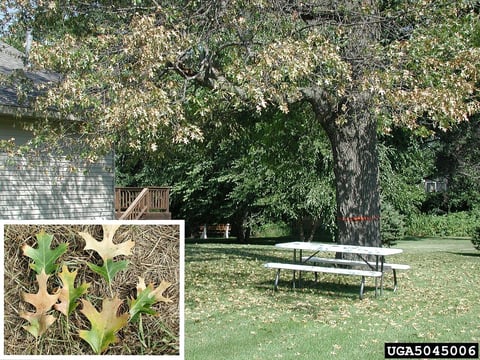 oak wilt leaf appearance