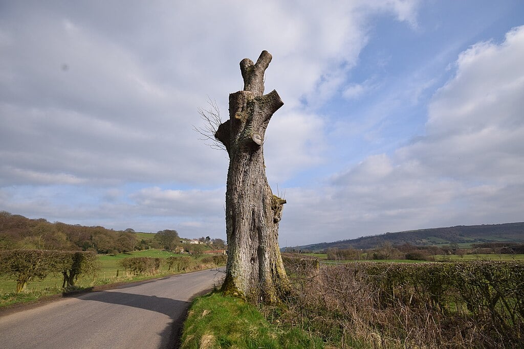 overpruned trees can be unattractive