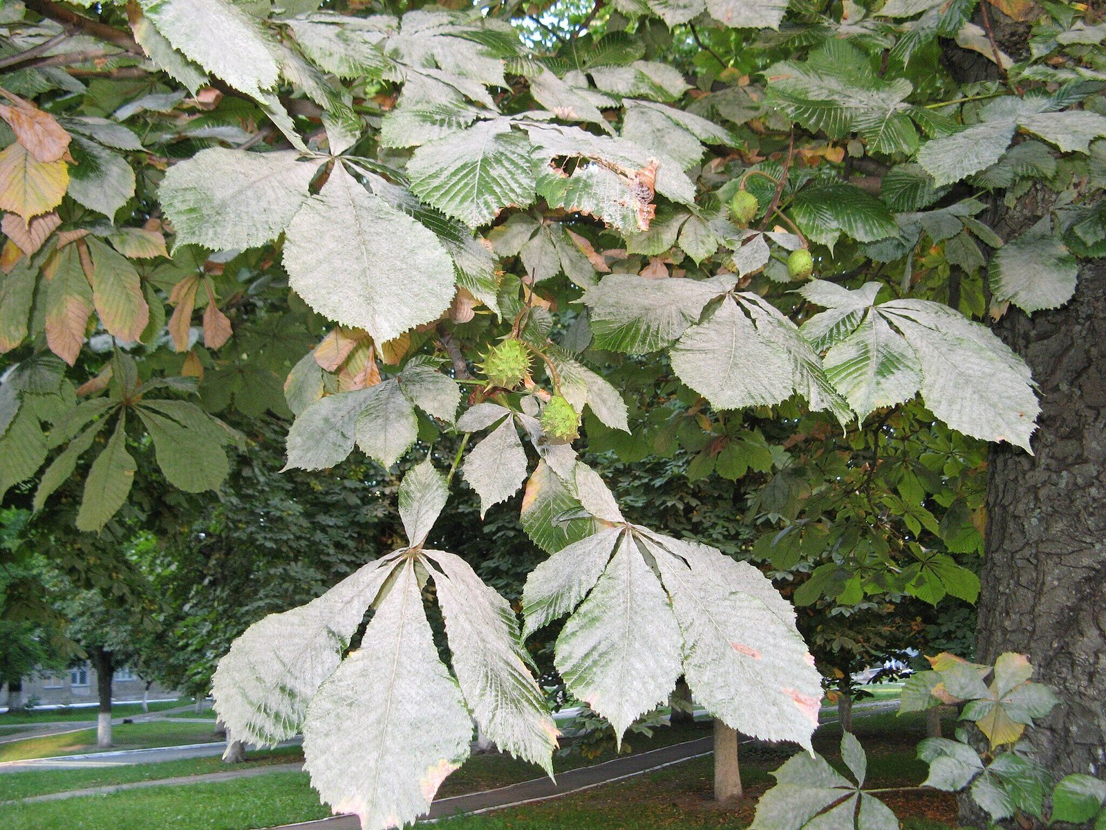 powdery mildew in an advanced stage