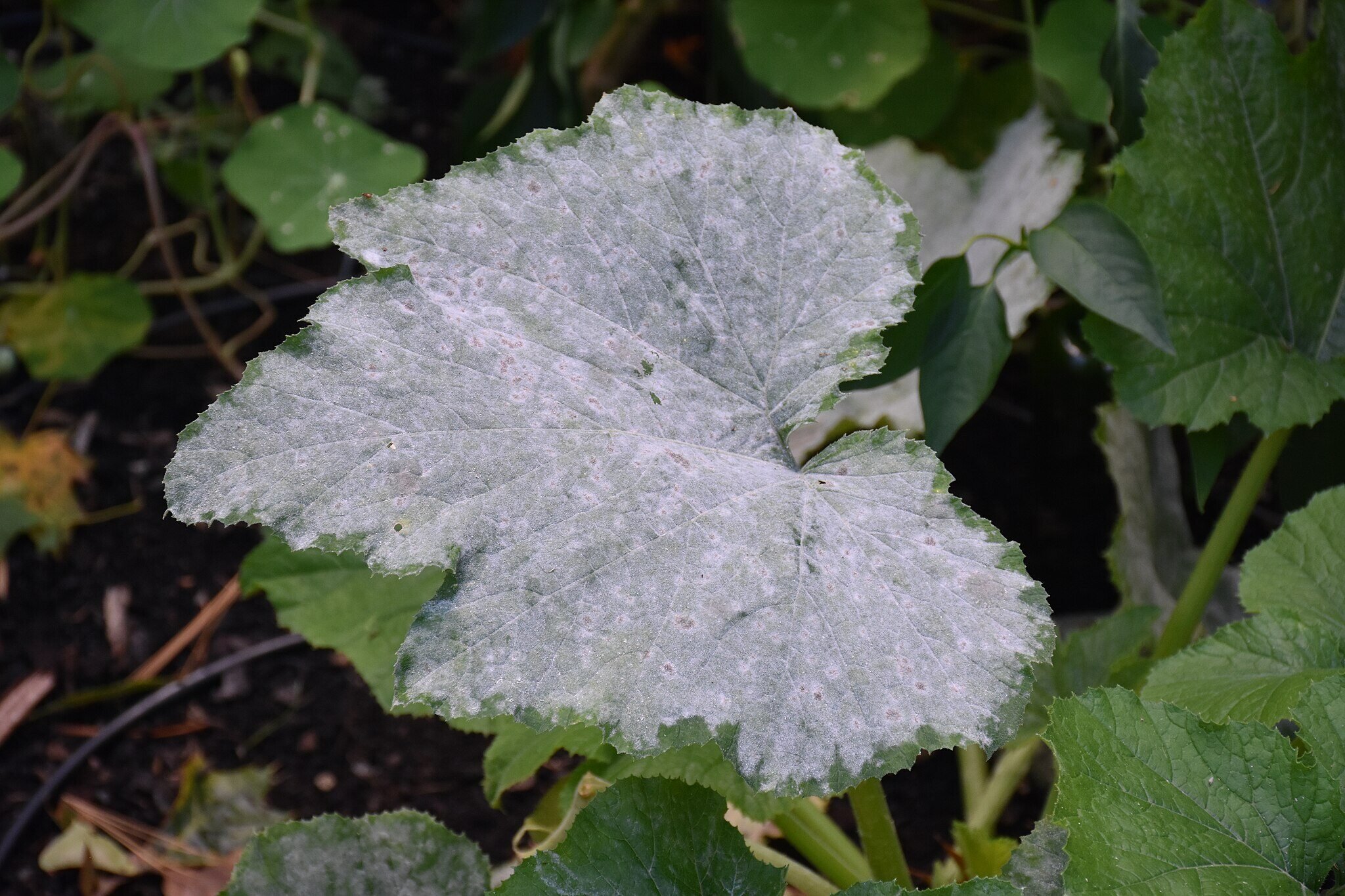 white powdery material on leaf