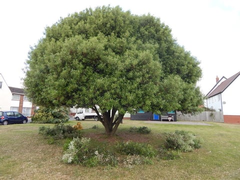 well-pruned tree