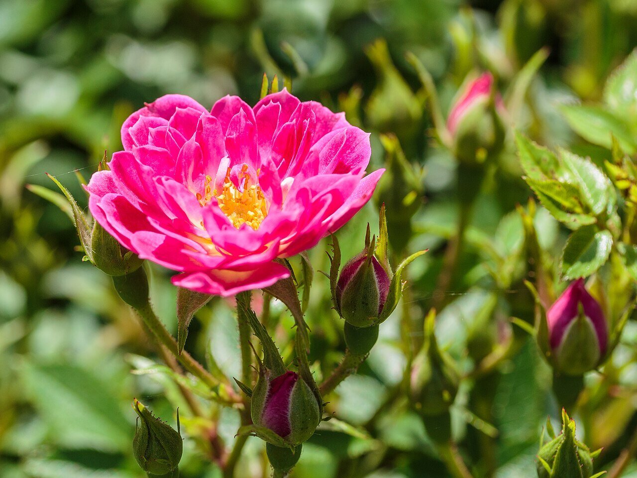 rose bush in bloom