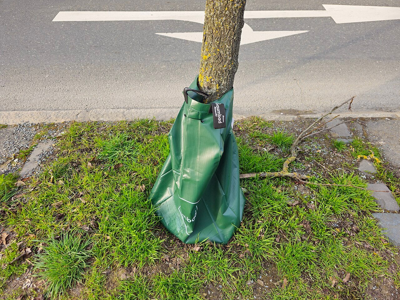street tree in a watering bag