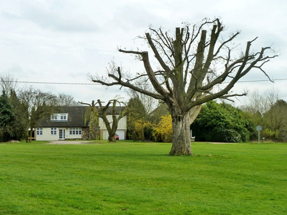 topped trees in a field