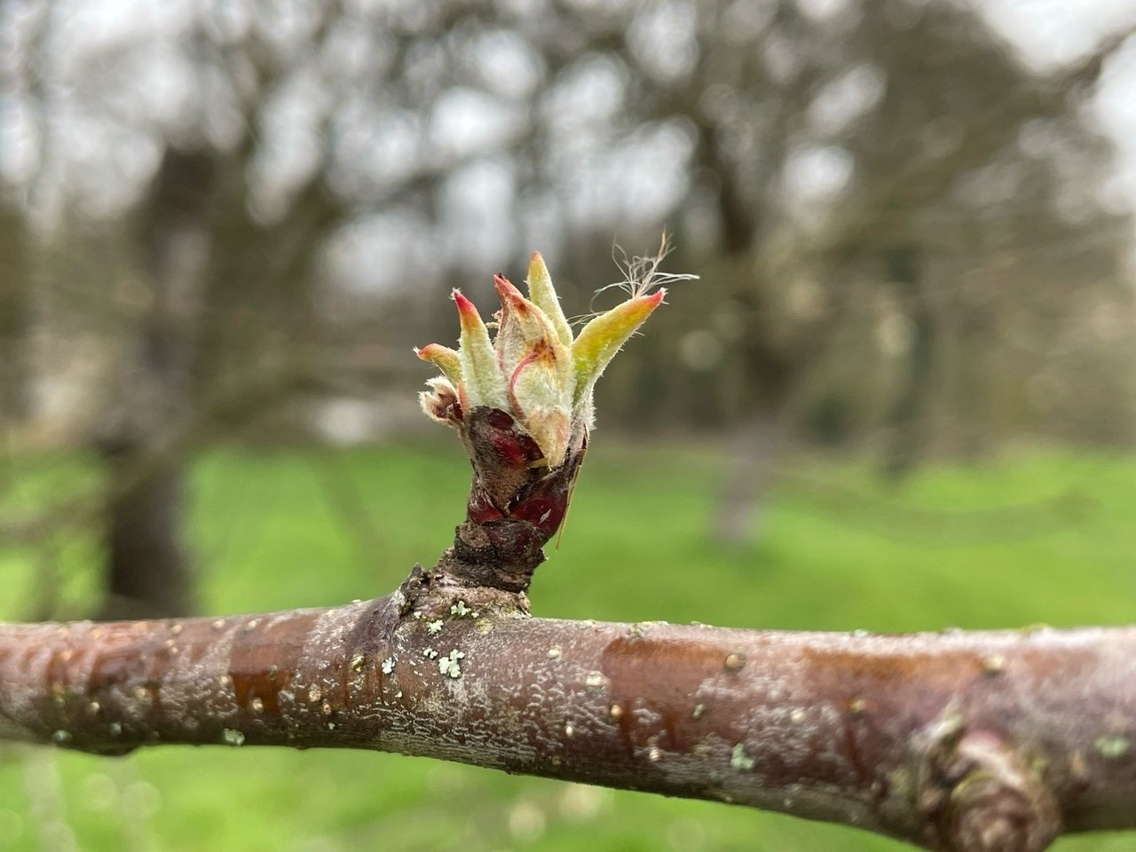 topped trees shoot out new, weak growth rapidly