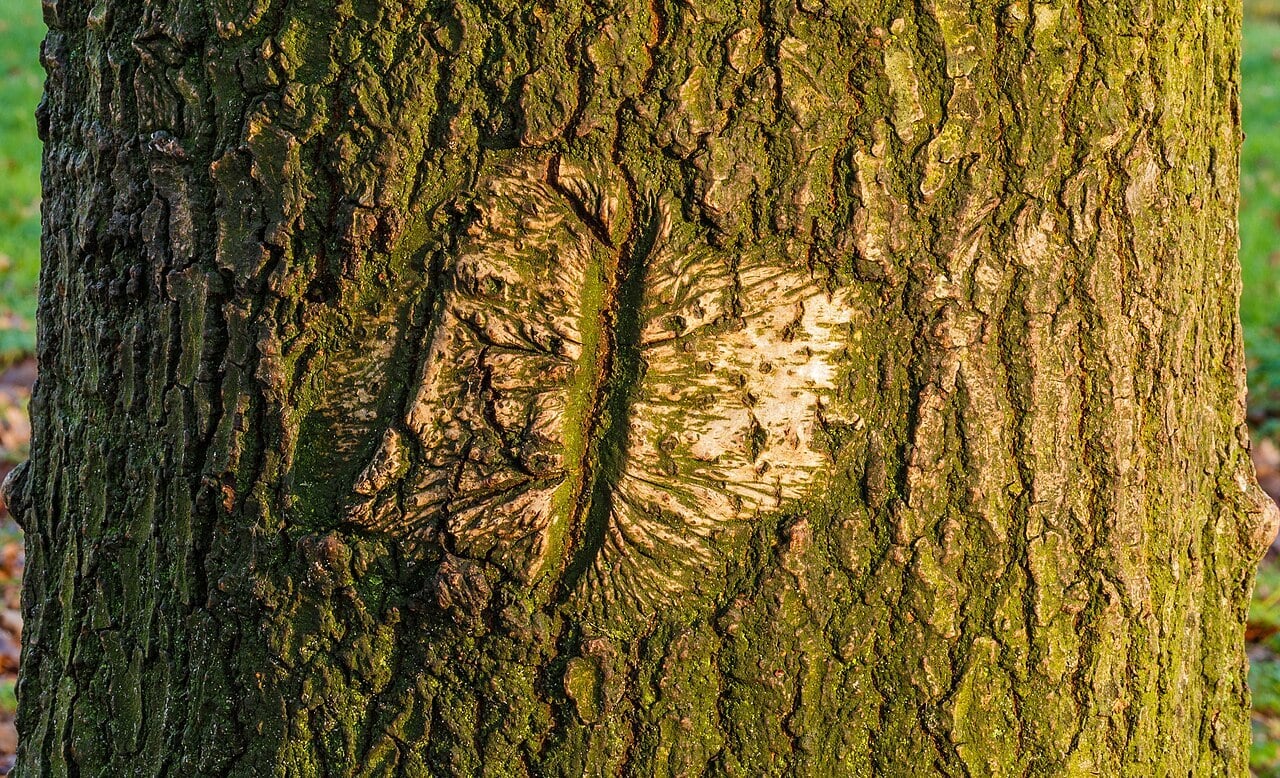 tree bark that has recovered from frost damage