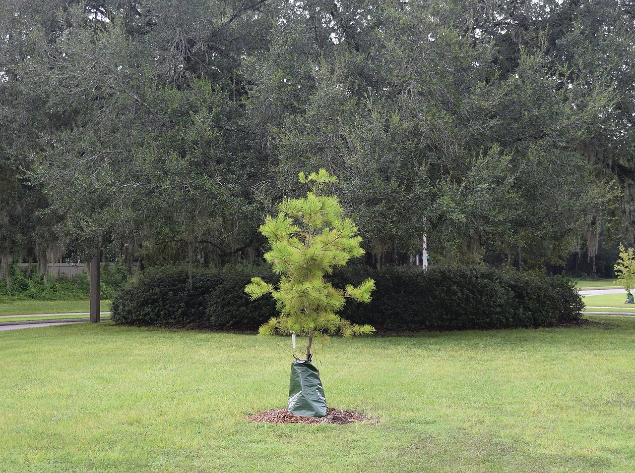 young tree in a watering bag