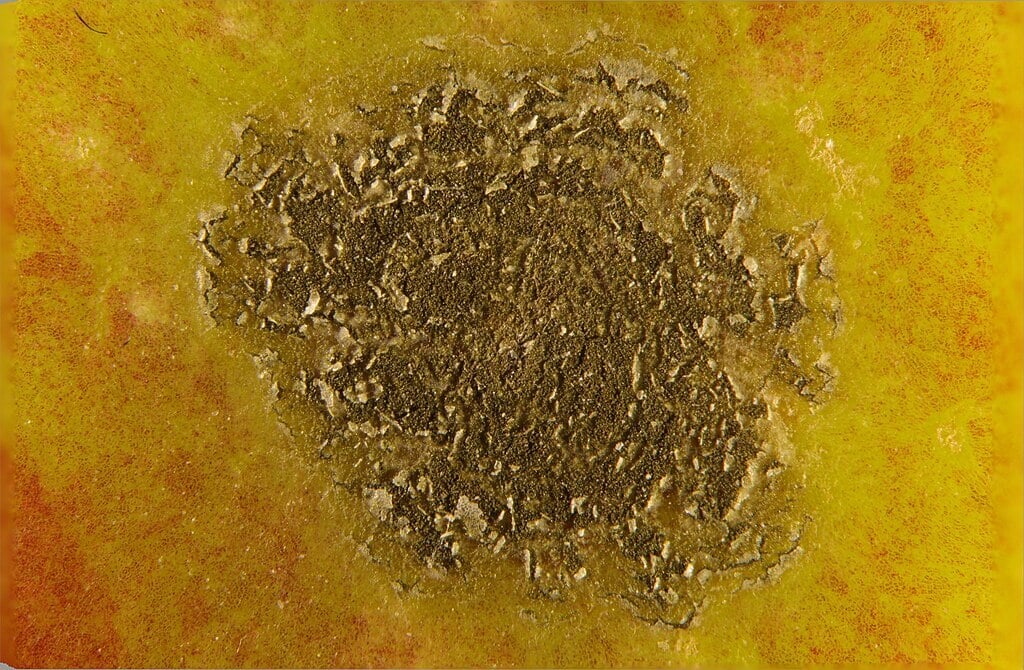 apple scab fungus spores
