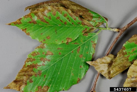 anthracnose leaf spot tree disease