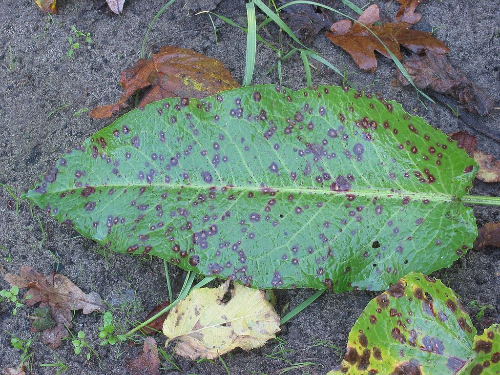 CC- Leaf Spot