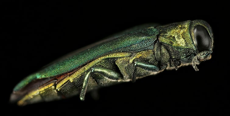 emerald ash borer