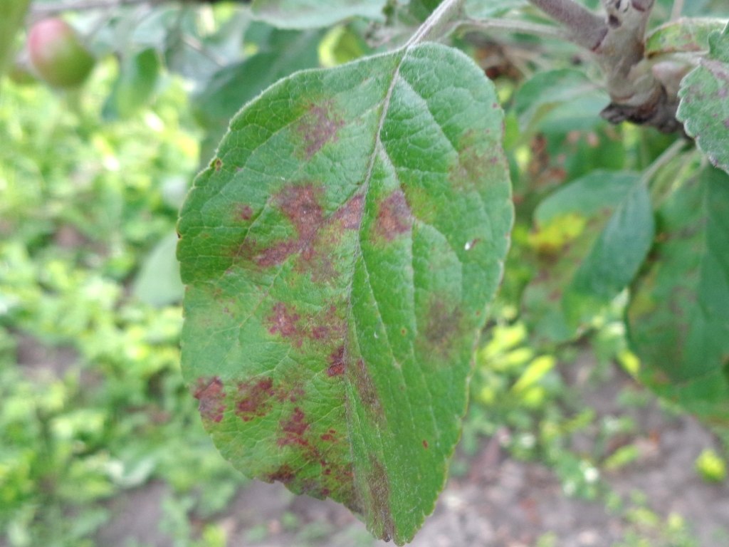 apple scab on a leaf
