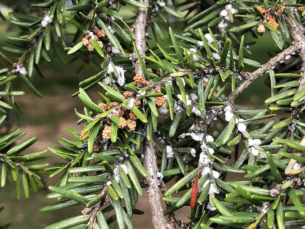 Hemlock Woolly Adelgid