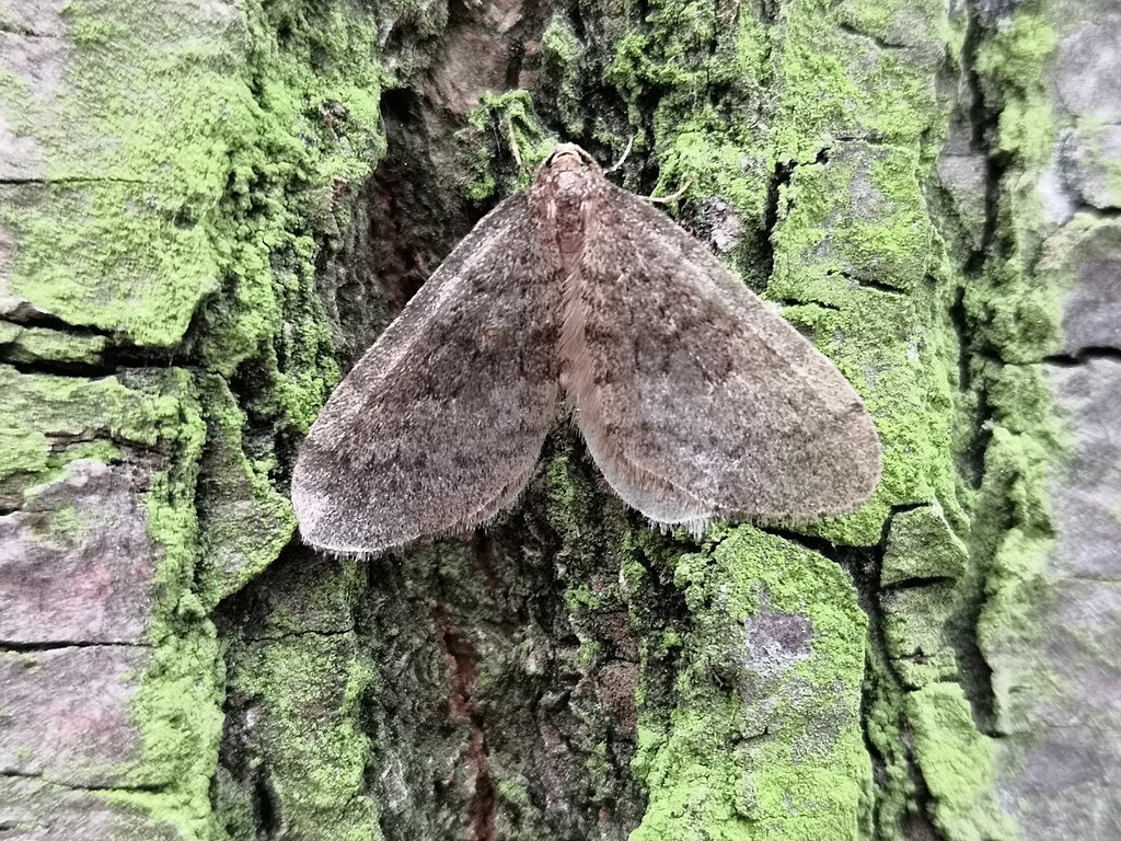 a winter moth on tree