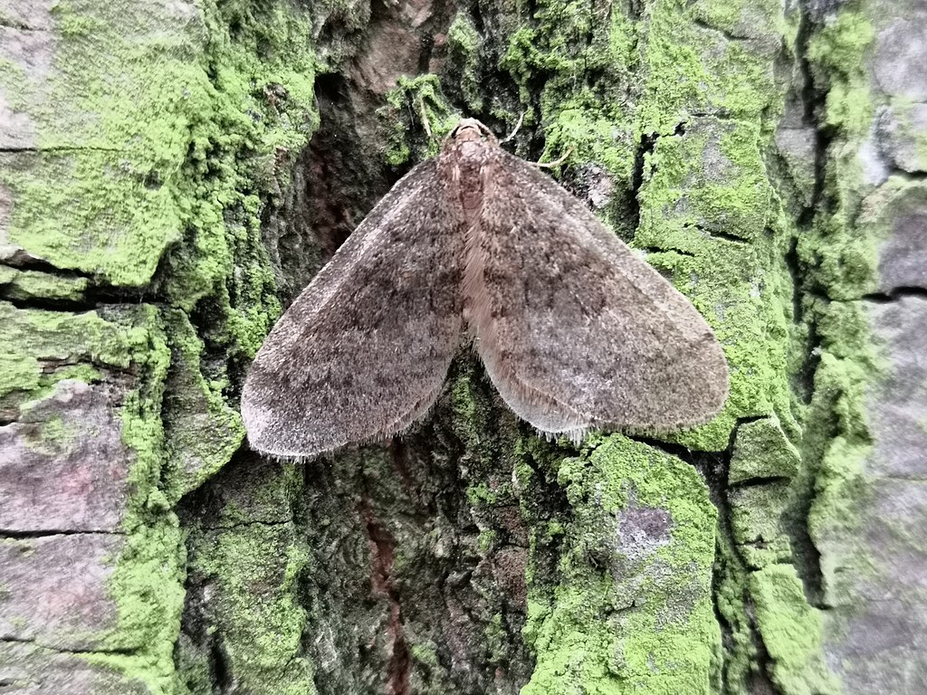 CC-winter moth on tree