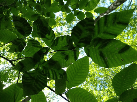 beech leaf disease symptoms on leaf