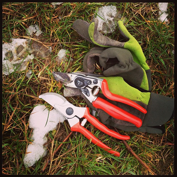 proper sanitation of pruning tools is required