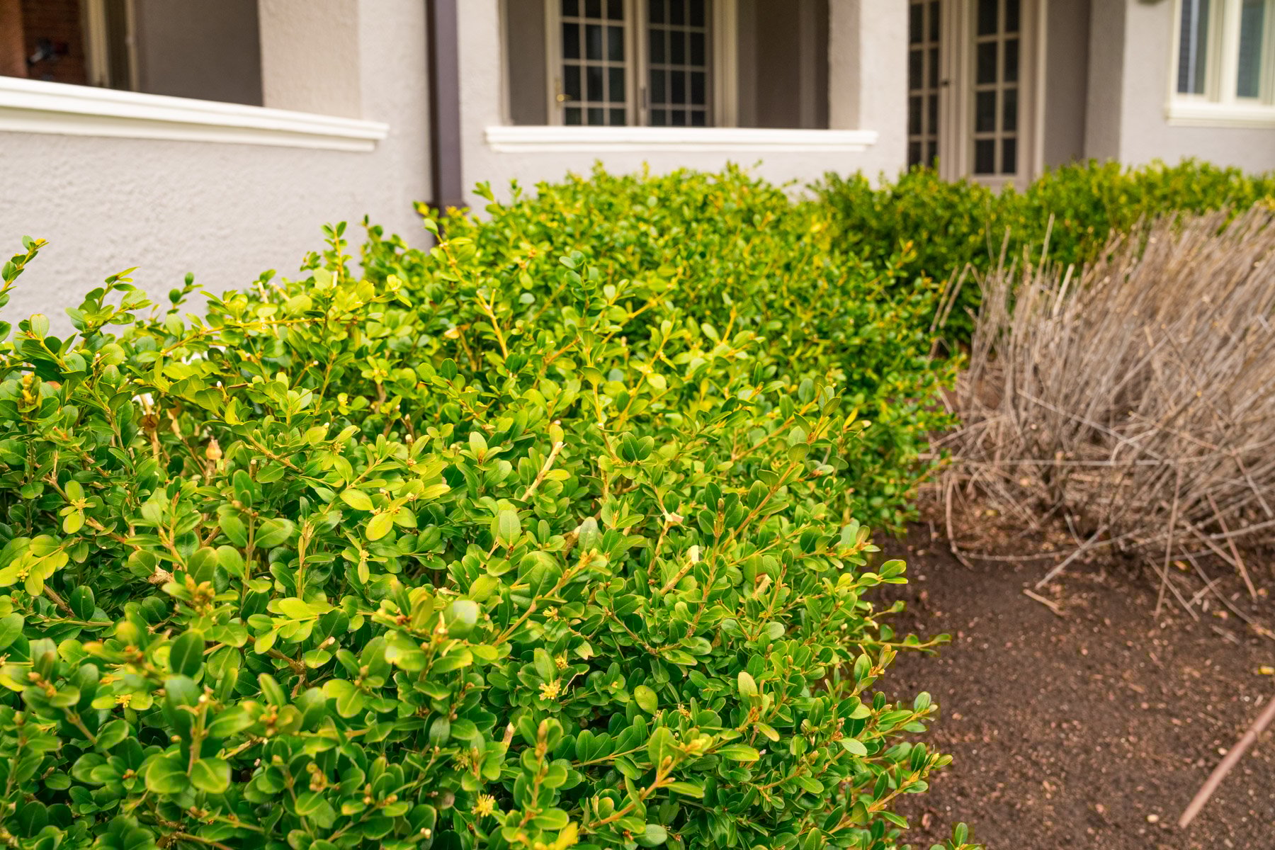 boxwood evergreen shrub hedge