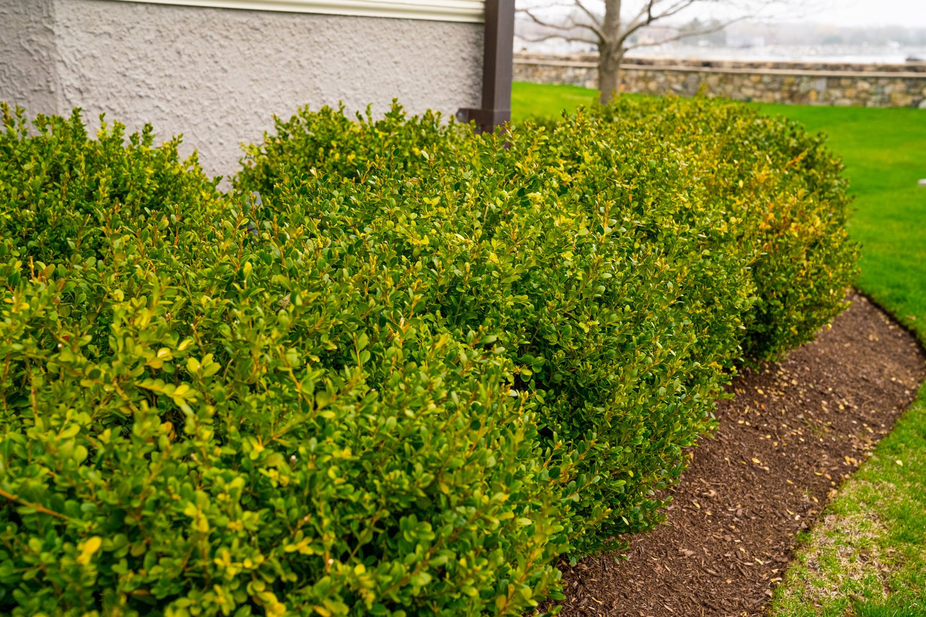 healthy boxwood shrubs thanks to fertilization