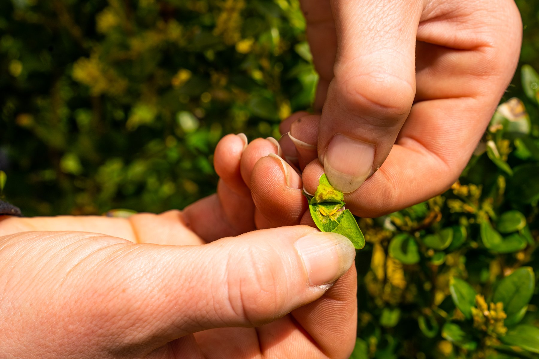 pests like the boxwood miner can cause leaves to fall before autumn