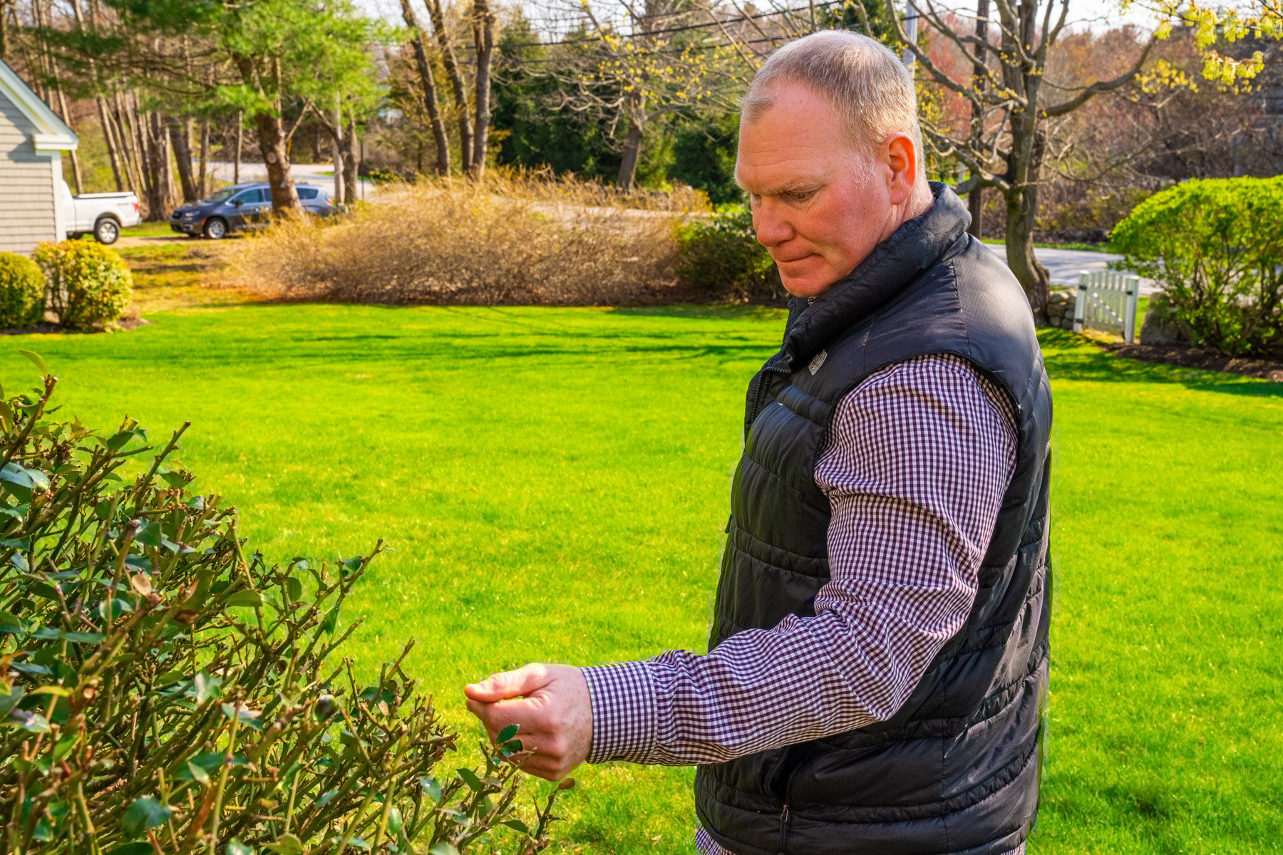 concerned homeowner inspecting a damaged shrub