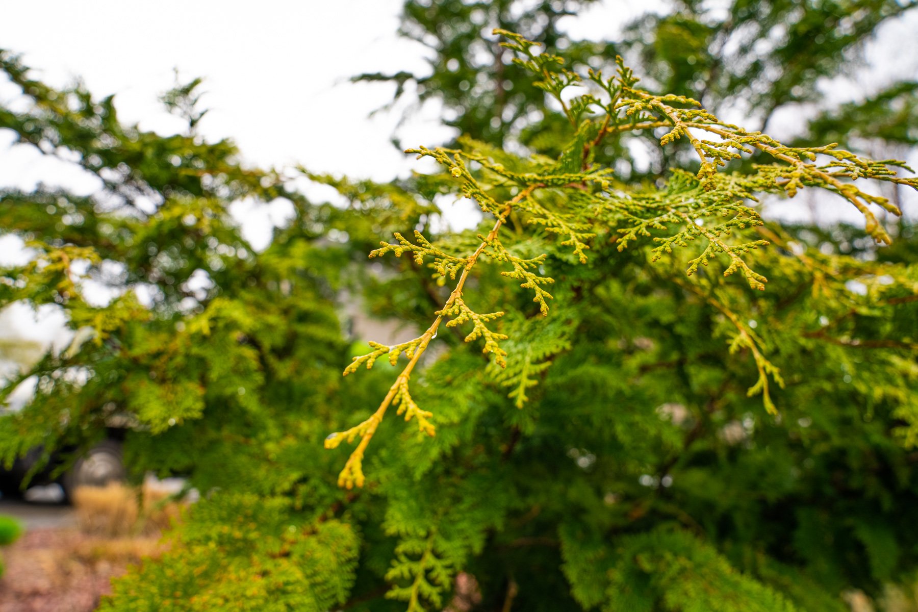 evergreen branch with foliage
