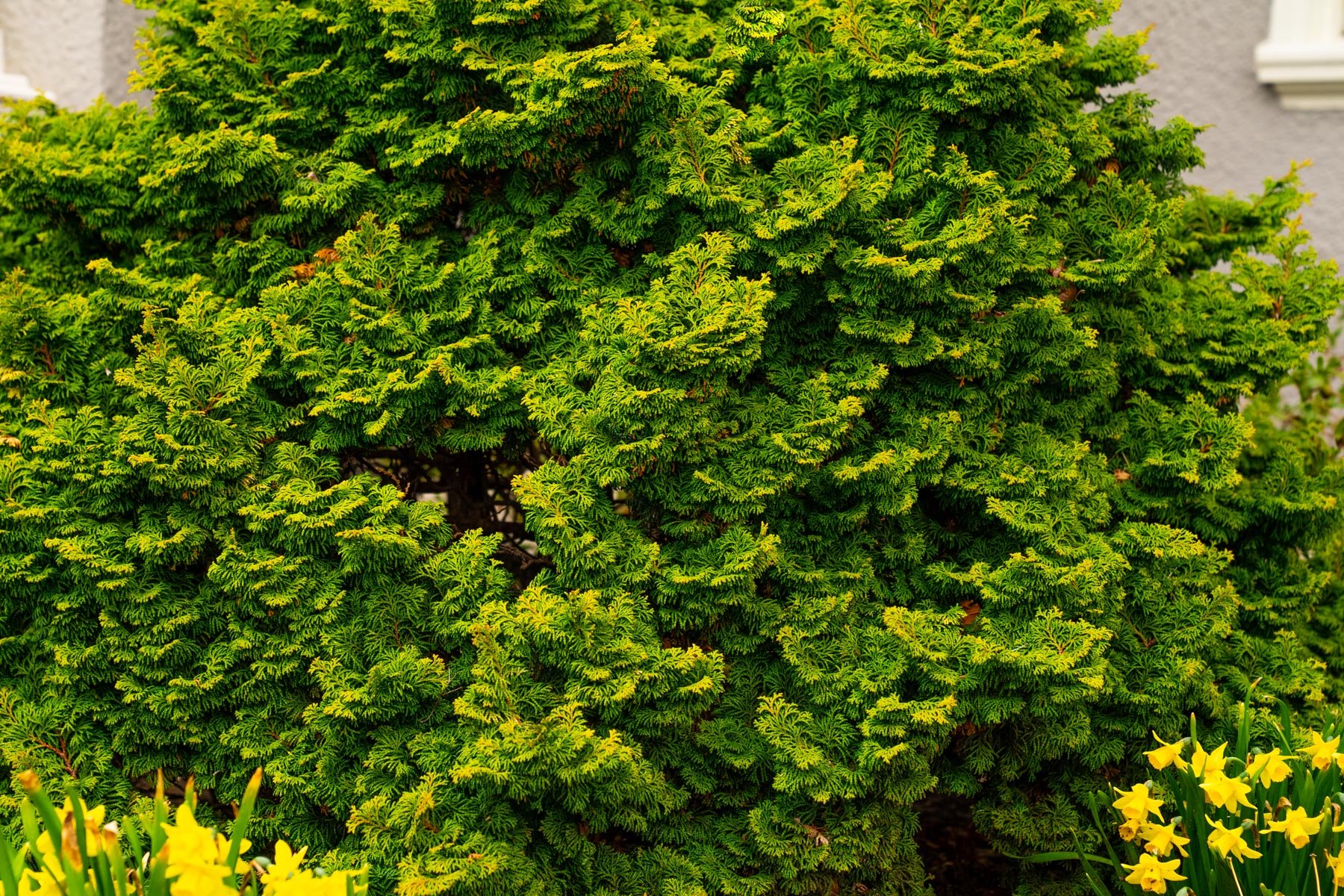 healthy false cypress shrub